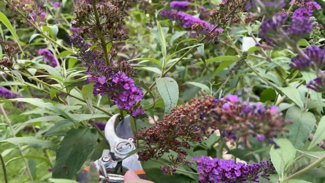 2c1990cda6c12afc985528ee0b5ed936