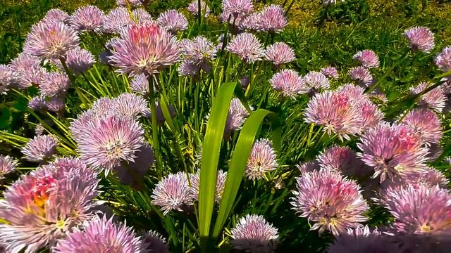 Лето, природа