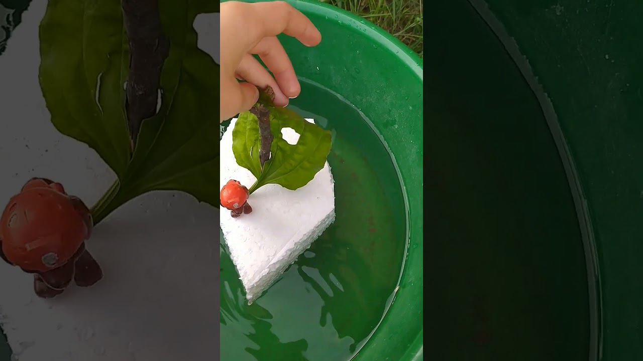 Лодочка и зума