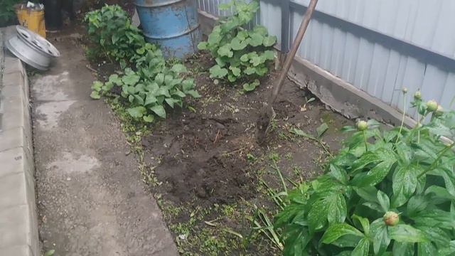 УТРО. РАБОТЫ В ЦВЕТНИКЕ