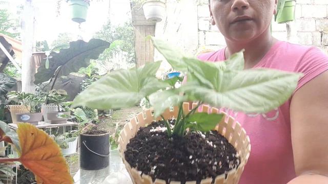 Mi Colección  De  Syngoniums