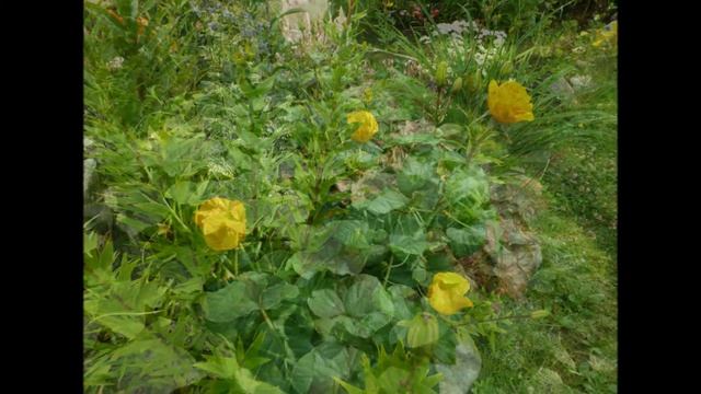 25b92b4c1d43d57026d1e555646a99df