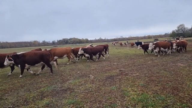 ПОСЛЕДНИЕ ОТЬЁМНЫЕ ТЕЛЯТА - Бычки 23 года рождения прощаются с молочком мамы...