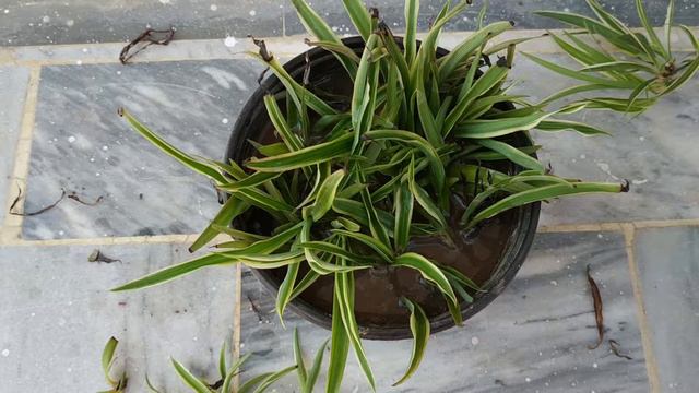 How To Propagate Spider Plant From Pups | Indoor Plant | Air Purifier Plant | Chlorophytum Comosum
