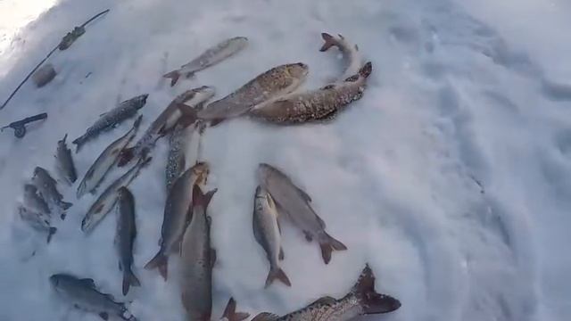 Иман рыбалка