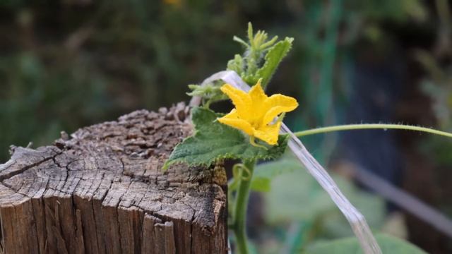 Canon 800d (rebel T7i)+18-55mm SAMPLE PHOTOS (my Photos)