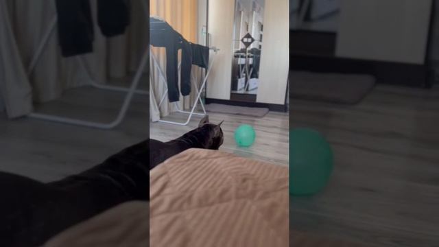 Стаффорд играет