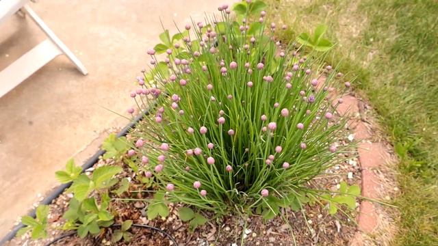 FULL Garden Tour #3: Garden Transformation, New Guests And Firsts Harvests