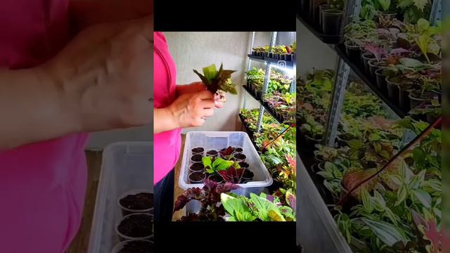Укореняем вегетативные колеусы!#сад #love #дача #растения #цветы#черенки #колеус #колеусы#лето#море