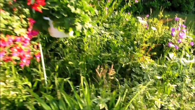 ✿My Beautiful Canterbury Campunella Bell Flowers And New Hanging Geranium Flowering Basket✿