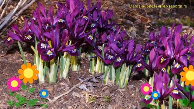 Ирис сетчатый Джей Эс Дийт. Краткий обзор описание характеристик iris reticulata J.S.Dijt