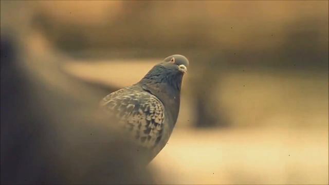 Astor Piazzolla - Libertango (ChillOut Mix) ™(Music & Video) HD