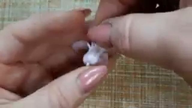 Разбор гиацинта