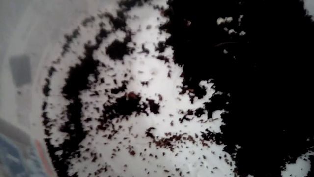 Инкубация яиц африканских улиток