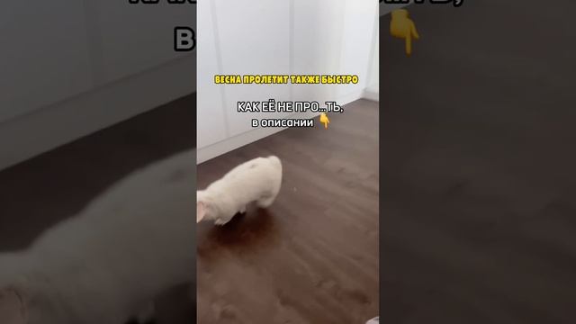 ВЕСНА ПРОЛЕТИТ ТАКЖЕ БЫСТРО
КАК ЕЁ НЕ ПРО…ТЬ, в описании ?#shorts