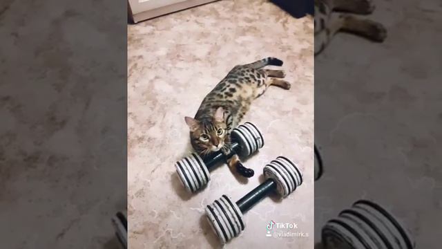 Бенгальский кот