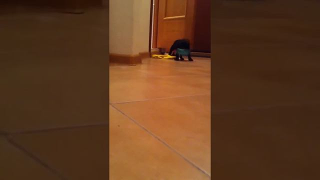 Доня 1 Франзузский бульдог