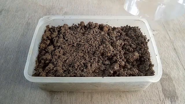 How To Grow Onions From Seed At Home