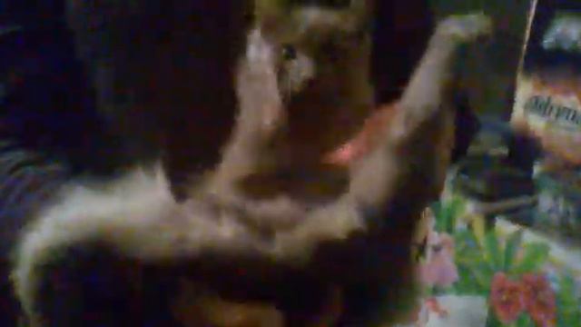 кот ананист