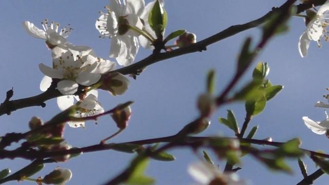 Может ли Порча сама  