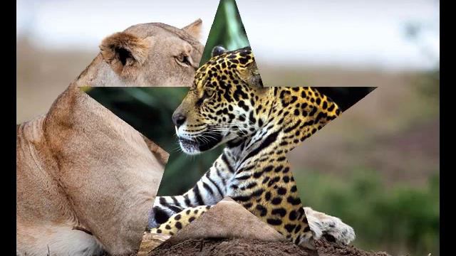 Берегите животных