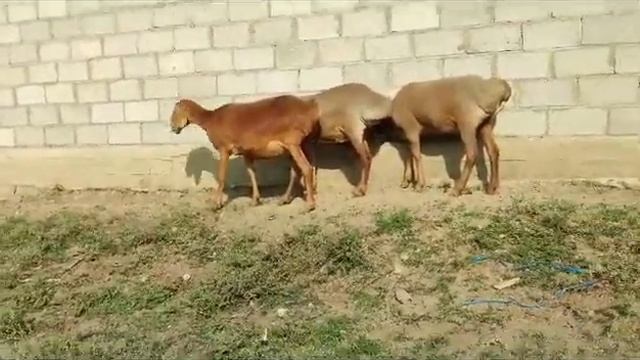 0(777)959547МОЛОДЫЕ АРАШАНСКИЕ ОВЦЕМАТКИ НА ПРОДАЖУ. #овцы #продажа #ani