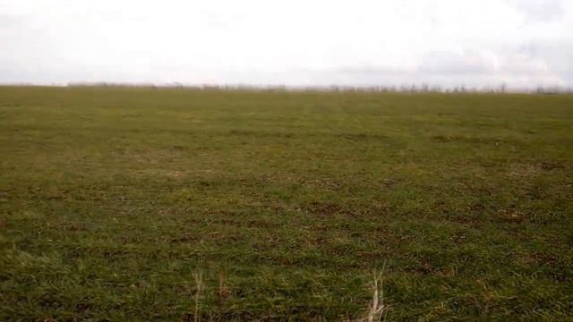 Состояние озимой пшеницы после морозов на 30.01.2021