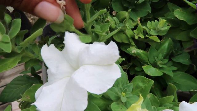 EXPLODE Your Petunias With PROPER Pruning!🌿😱🌸 #gardeningtips #petunias
