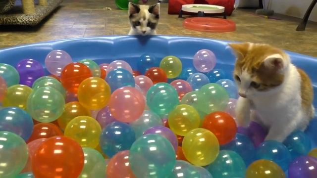 Кошки играют с шариками, приколы с животными для самых маленьких