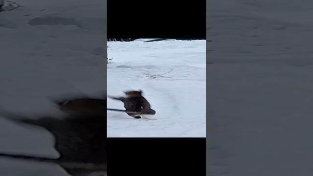 Кошка ловит снежинки