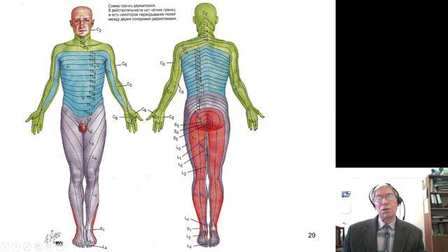 Анатомия 5.Периферическая нервная система