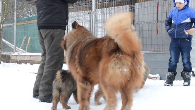 Тибетские мастифы