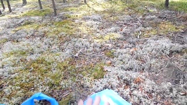 Сколько можно заработать на грибах и ягодах!!!