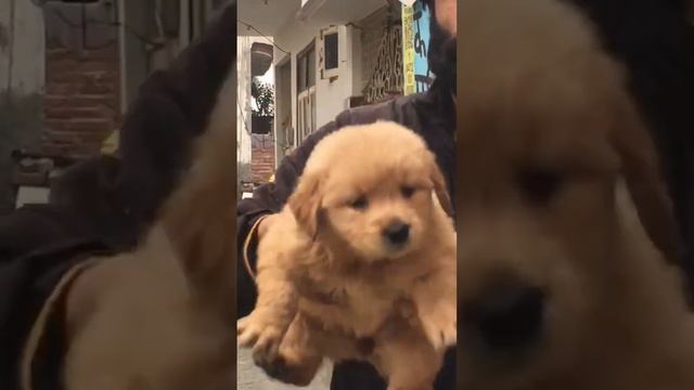 Golden Retriver Female Puppy For Sale In Meerut More Information Call On This Number +917060707275