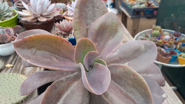 Echeveria Gibiflora Var Metallica: Guía De Cuidados
