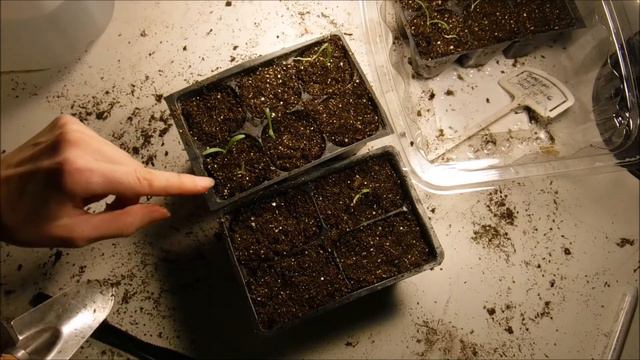 How To Prick Out Statice Seedlings To Transplant, How To Prick Out Seedlings To Transplant