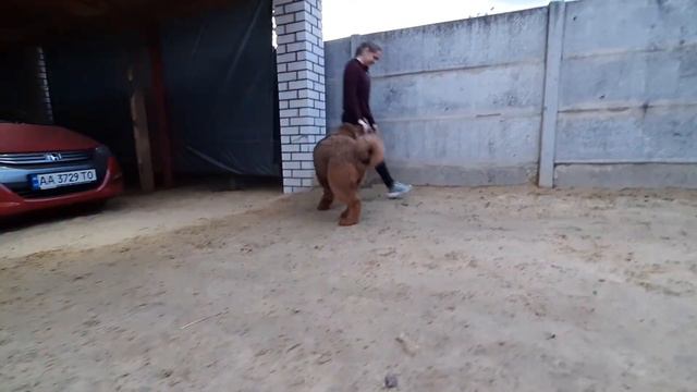 Bonoparte 4,5 мес. Тибетский Мастиф