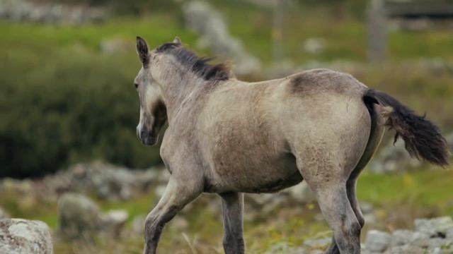 Любите прекрасних животных. Звуки животных: олень, рыбки, лошади, буйволы.