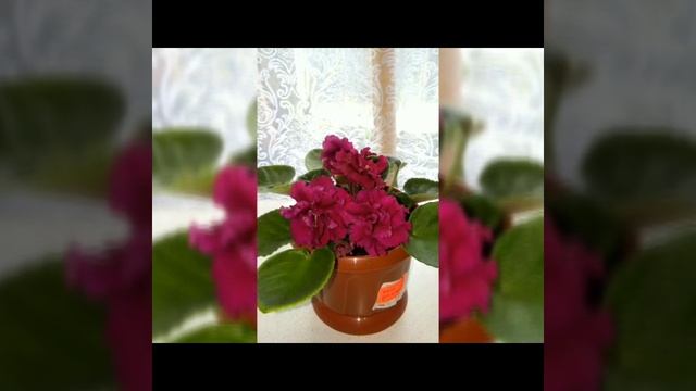 КРАСИВЫЕ ФИАЛКИ. ФОТО ОБЗОР.