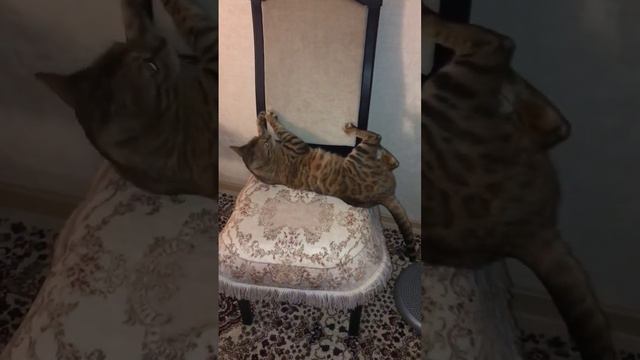 Дакота на стуле😁