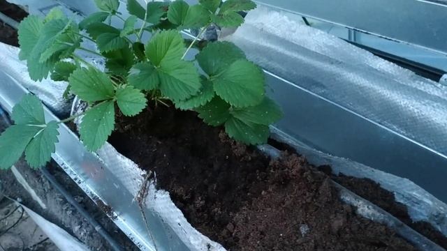 Грунт для клубники в вертикальной теплице.
