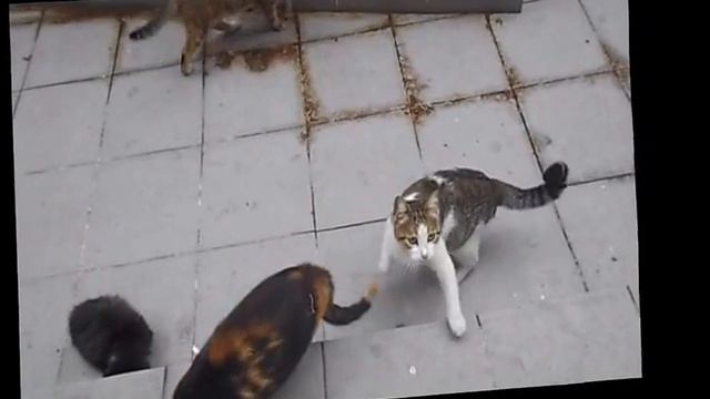 коты Стамбула