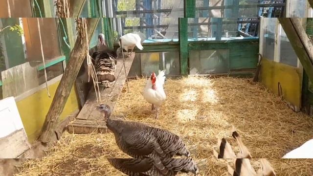 Индюшка понекёрша стала боевой. Индюшка воюет с индюком