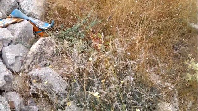 Подалирий не сфокусировался