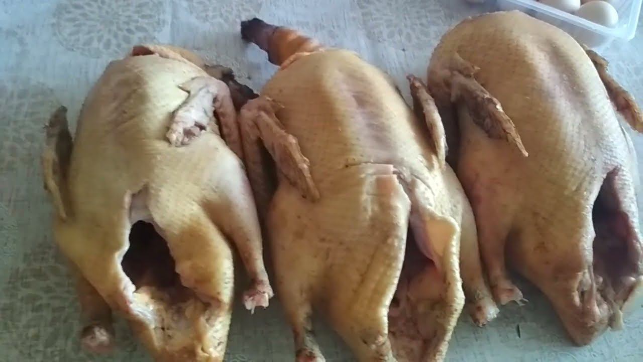 Индоутки или голубой фаворит какие утки лучшие//во сколько обходится содержание одной индоутки