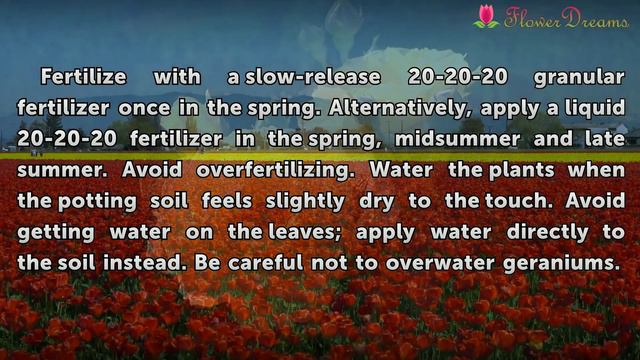 How To Care For Potted Geraniums