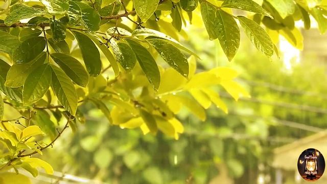 Музыка для Спокойного Сна / Music For A Restful Sleep