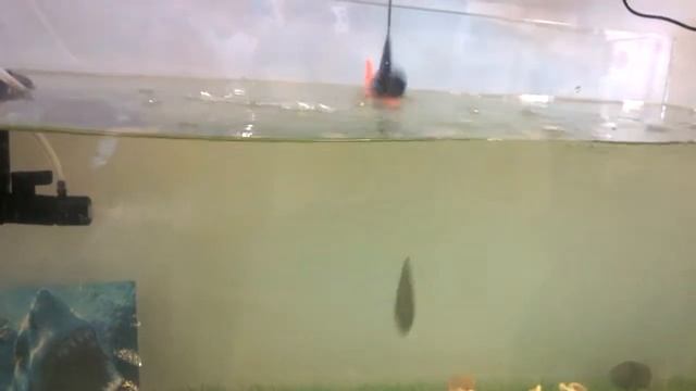 Объектив подводной камеры Calypso.