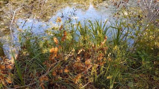 Нежный ласковый успокаивающая сон, релакс, антистресс . Скажи Жизни ДА!  Музыкотерапия Лоскутовой.