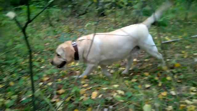 Мой оператор чудом уцелел!!